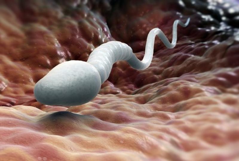 biomedicína spermie